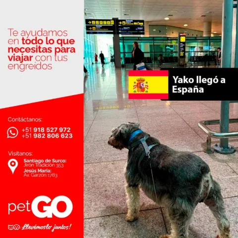 Familias y mascotas que viajaron con PetGo
